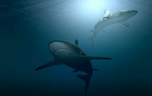 Scary-Cool Facts About Sharks