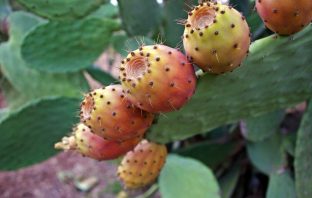 Why Are Some People Drinking Cactus Water?