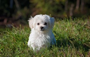 How To Keep Ticks Away From Your Pets