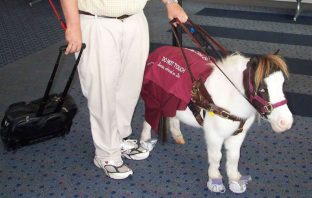 Miniature Horses Now Clear To Travel On Airlines