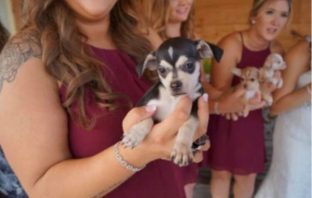 Who Needs Flowers When You Can Carry Puppies Down The Aisle