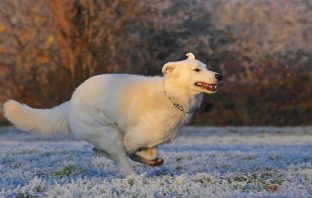 The Most Protective Dog Breeds