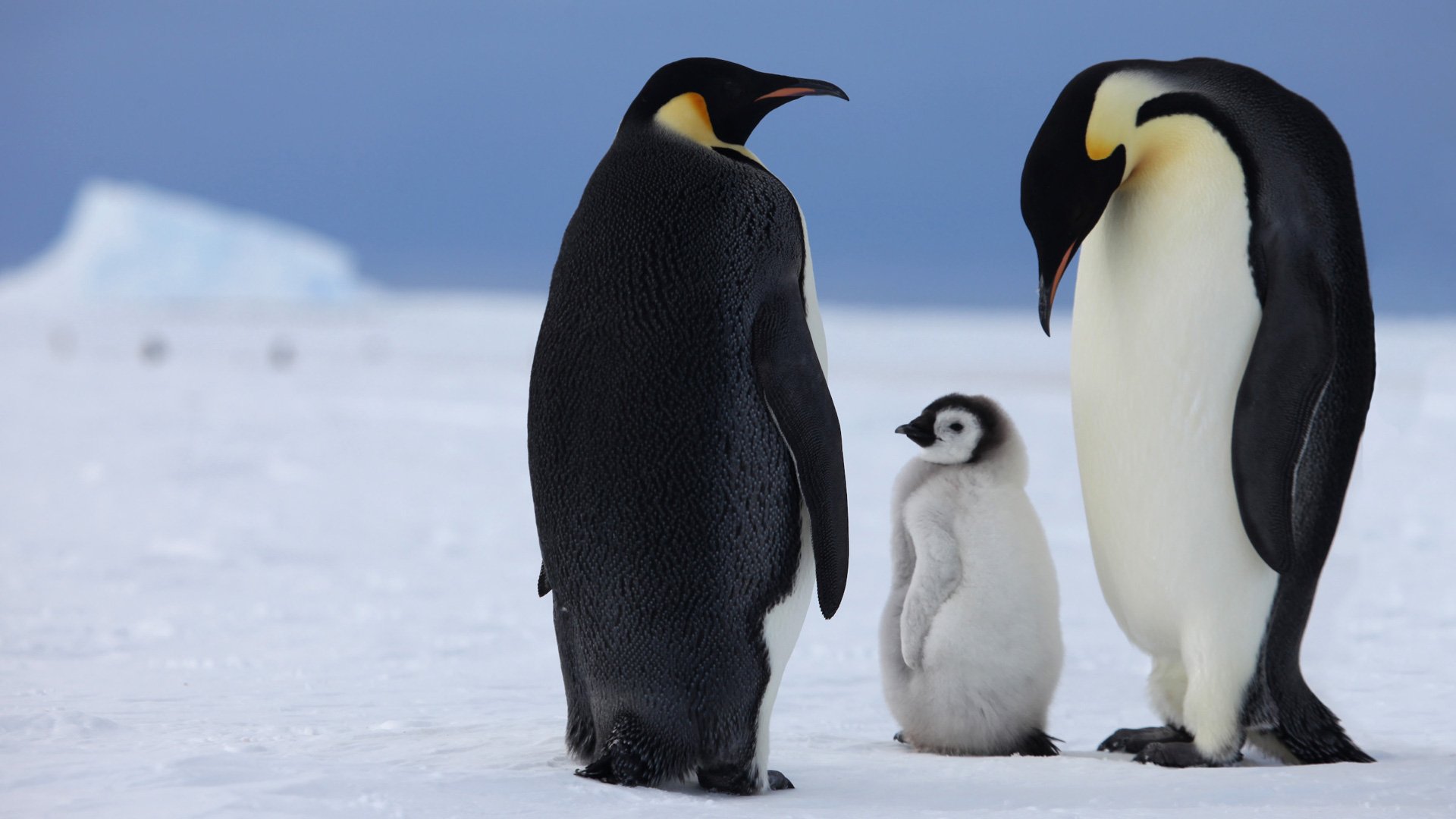 Fun Facts About Penguins You Probably Didn t Know