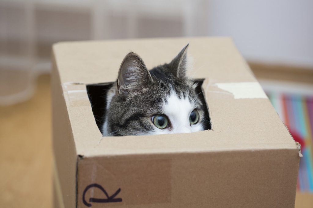 The Age-Old Mystery Of Cats And Boxes Solved