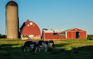 The Best Place To Raise Children Is On A Farm