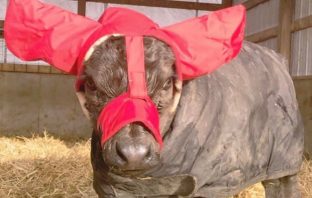 What Is Cuter Than A Baby Cow In Earmuffs—Nothing!