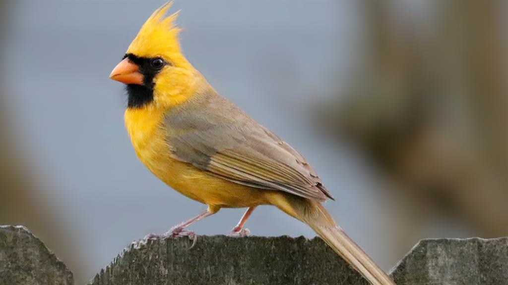 one-in-a-million-cardinal-spotted-in-florida