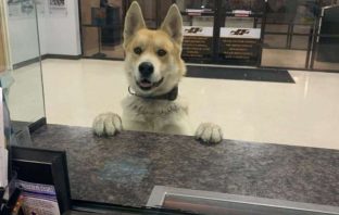 Lost Dog Solves His Own Case