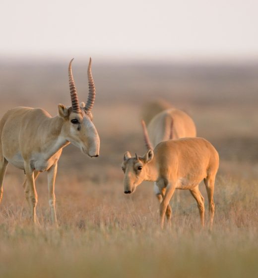 Researchers Perplexed By Massive Die-Off Of Antelopes