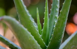 Natures Self-Replicating Wonder Plant