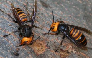 Beware The Murder Hornets