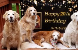 Golden Retriever Sets New Record