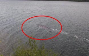 The Loch Ness Monster Debate Is Newly Revived