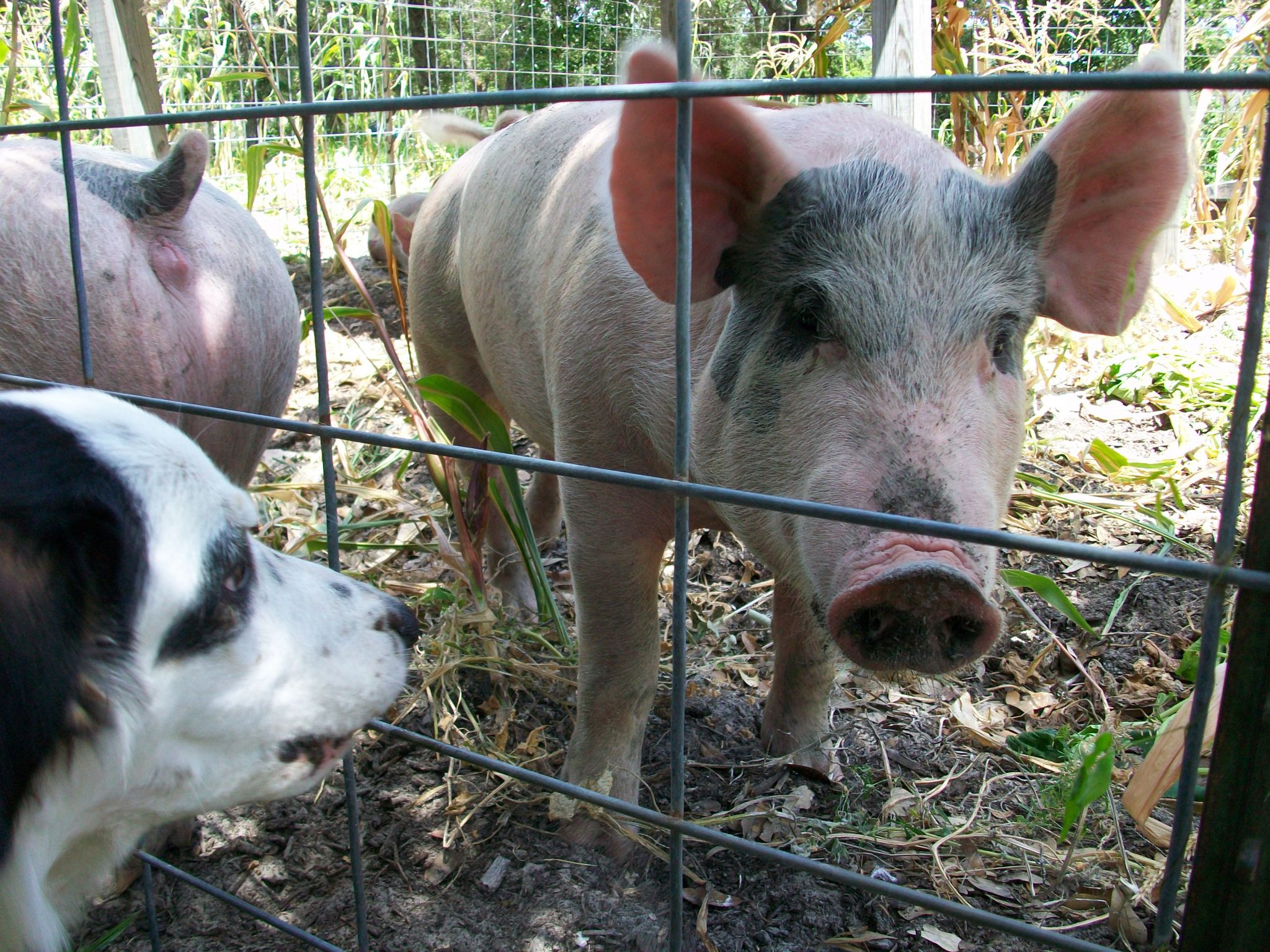 Why Do We Eat Pork On New Year’s Day?