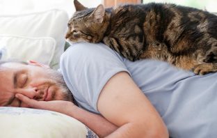Why Do Cats Sleep On Their Owners?