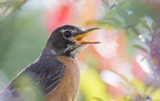 Birds Are Losing Their Ability To Sing Their Songs