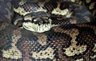 Uninvited Visitor Wakes Family From Their Sleep