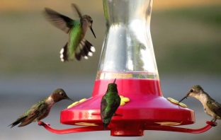 DIY Homemade Hummingbird Nectar