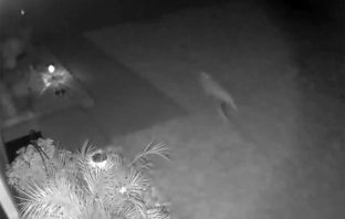 Woman Film’s Baby Dinosaur Running In Backyard