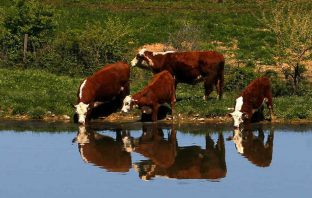 Welcome To Cow Town