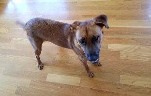 Does Tail Wagging Mean That A Dog Is Happy?