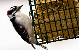 Suet Feeders What You Need To Know