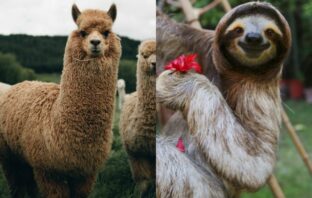 Top 20 Exotic Pets That No One Should Keep