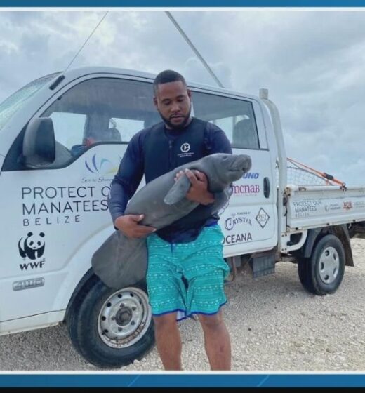 Manatee Baby Rescued In Belize By Florida Marine Research Institute