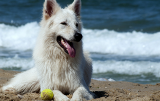 Best Ways To Keep Your Dog Cool In The Summer Heat