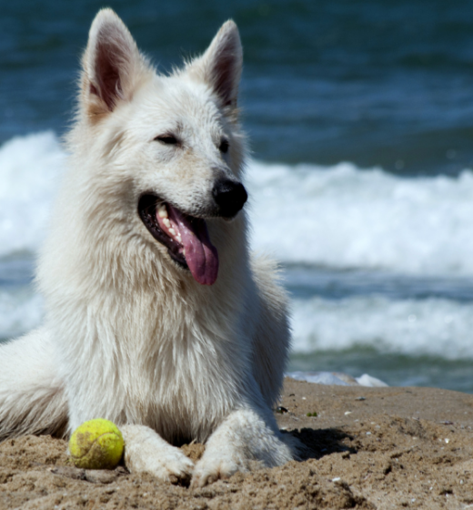Best Ways To Keep Your Dog Cool In The Summer Heat