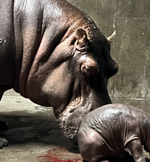 Surprise Hippo Pregnancy at Cincinnati Zoo Despite Birth Control