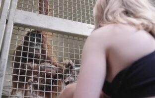 By Breastfeeding Her Mother’s Baby, A Zookeeper Taught This Orangutan To Nurse