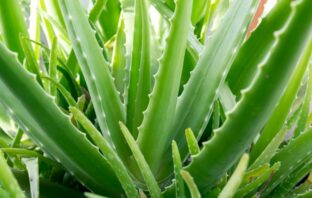 Care For Your Aloe Plant And It Will Care For You