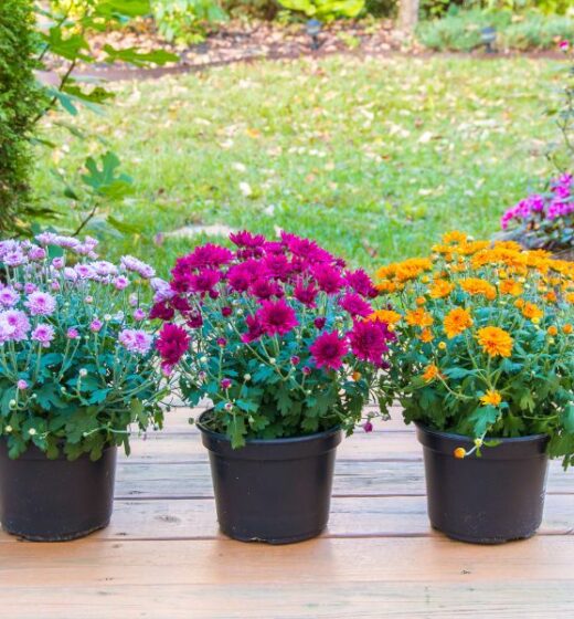 Perennial Plants: How To Take Care Of Mums